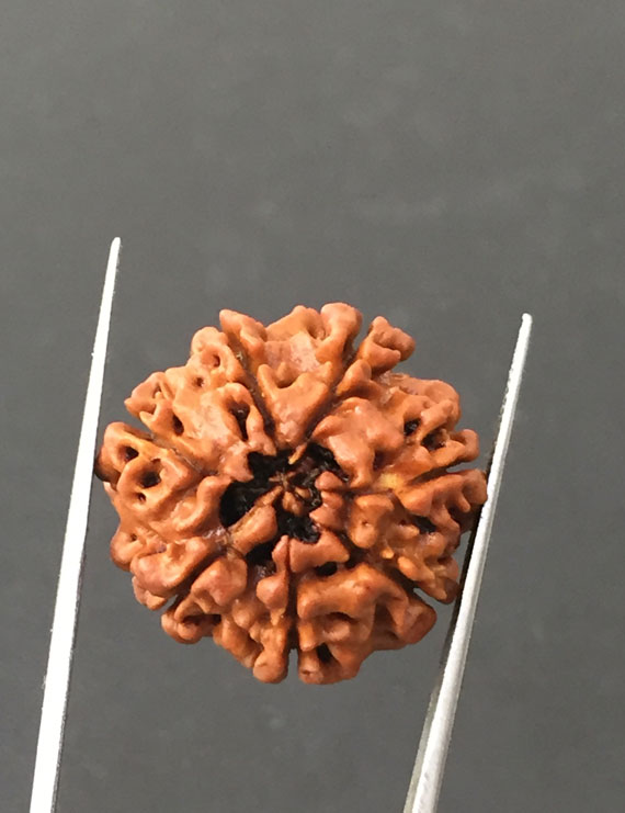 7 Mukhi Certified Nepali Rudraksha Size- 23.7 mm
